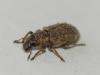 Sitona hispidulus